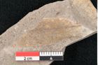 Foto (Detailansicht) von Laurus primigenia Unger (NHMW-GEO-2024-0188-7938)